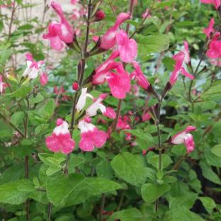 SALVIA microphylla Pink Lips ® - Pépinière La Forêt