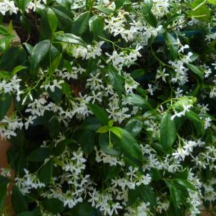 Trachelospermum jasminoides - Pépinière La Forêt