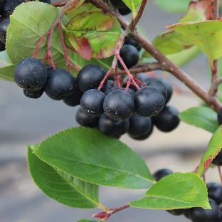 ARONIA prunifolia Nero - Pépinière La Forêt