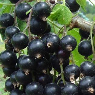 RIBES nigrum Geant de Boskoop - Pépinière La Forêt