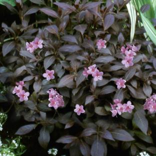 Weigela Elvera ® - Pépinière La Forêt