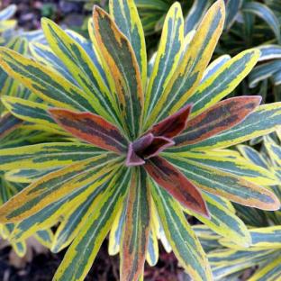 EUPHORBIA Ascoot Rainbow® - Pépinière La Forêt