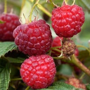 RUBUS idaeus Marastar ® - Pépinière La Forêt