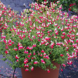 SALVIA LITTEL KISS ® - Pépinière La Forêt