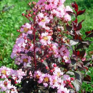 Lagerstroemia Rhapsody in Pink  - Pépinière La Forêt