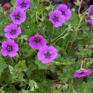 Geranium Pink Penny ® - Pépinière La Forêt