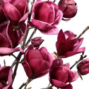 Magnolia soulangiana Genie® - Pépinière La Forêt