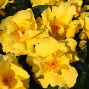Rosa K Lemon Fizz® Nectar Garden - Pépinière La Forêt