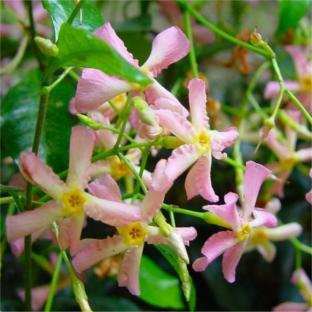 Trachelospermum asiaticum Pink®  - Pépinière La Forêt