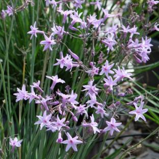 Tulbaghia violacea Dark Star® - Pépinière La Forêt