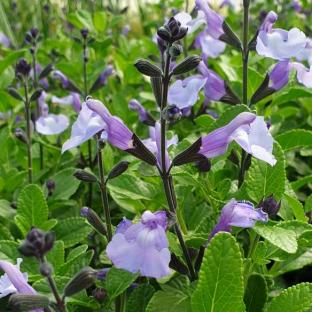 Salvia So Cool Pale Blue® - Pépinière La Forêt