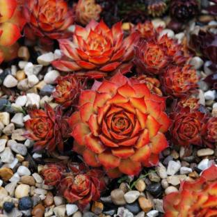 Sempervivum Chick Charms Gold Nugget® - Pépinière La Forêt