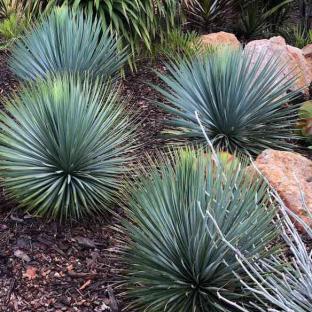 Yucca rostrata Sapphire Skies® - Pépinière La Forêt