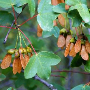 Acer Monspessulanum - Pépinière La Forêt