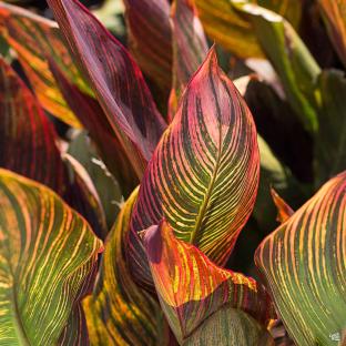 Canna Tropicanna®  - Pépinière La Forêt