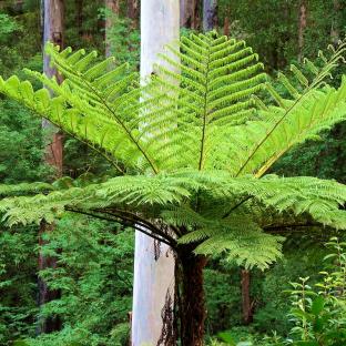 Cyathea cooperi - Pépinière La Forêt
