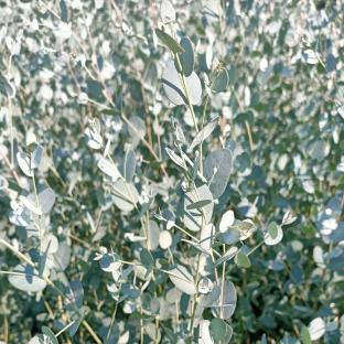 Eucalyptus Gunnii Silverana ® - Pépinière La Forêt