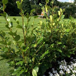 Grisellina Littoralis Redge ® - Pépinière La Forêt