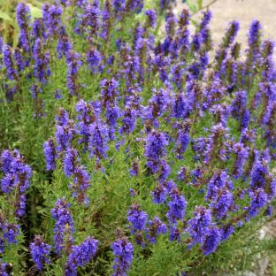 HYSSOPUS officinalis Blues - Pépinière La Forêt