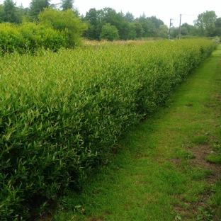 Phillyrea angustissima Greenup - Pépinière La Forêt