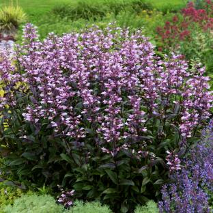 Penstemon Dark Tower® - Pépinière La Forêt