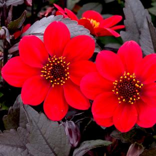 DAHLIA x hortensis Happy Day Red® - Pépinière La Forêt
