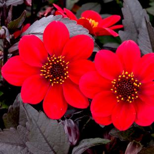 DAHLIA x hortensis Happy Day Red® - Pépinière La Forêt