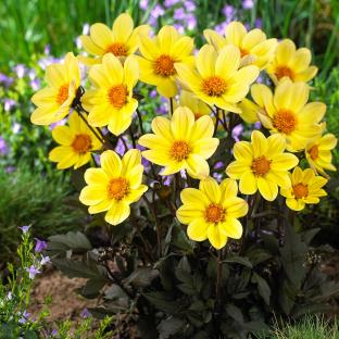 DAHLIA x hortensis HappyDay Lemon ® - Pépinière La Forêt