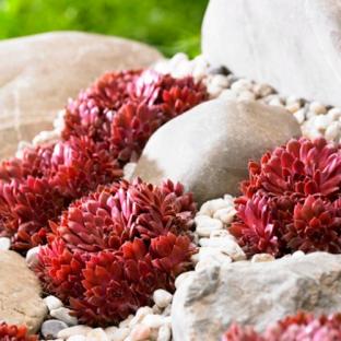 SEMPERVIVUM arachnoideum Coral Red ® - Pépinière La Forêt
