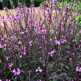 VERBENA officinalis Bampton - Pépinière La Forêt