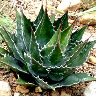 AGAVE montana - Pépinière La Forêt