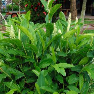 ALPINIA galanga - Pépinière La Forêt