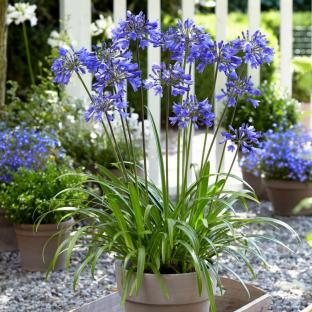 AGAPANTHUS STAR Ever Sapphir ®  - Pépinière La Forêt