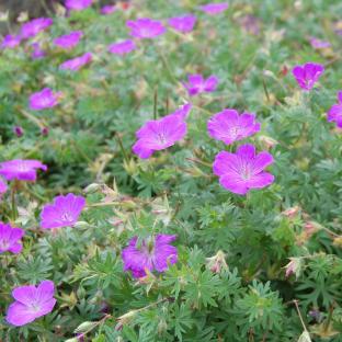 Geranium sanguineum - Pépinière La Forêt