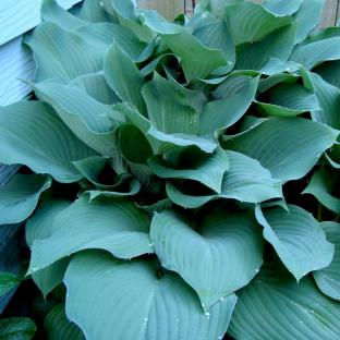 HOSTA Halcyon  - Pépinière La Forêt