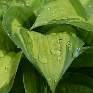 HOSTA Paul's Glory  - Pépinière La Forêt