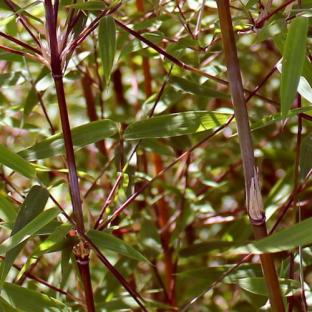 BAMBOU FARGESIA jiuzhaigu Genf - Pépinière La Forêt