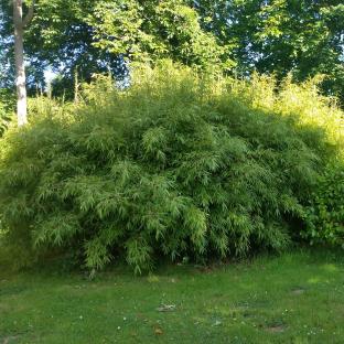 BAMBOU FARGESIA rufa  - Pépinière La Forêt