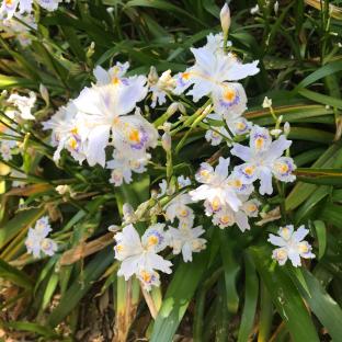 IRIS japonica  - Pépinière La Forêt