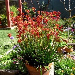 ​ANIGOZANTHOS Everlasting Red ® - Pépinière La Forêt