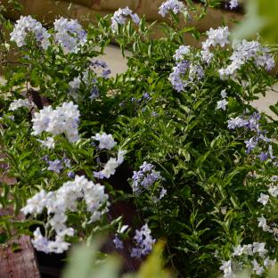 SOLANUM jasminoides  - Pépinière La Forêt