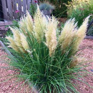  CORTADERIA Tiny Pampa ®   - Pépinière La Forêt