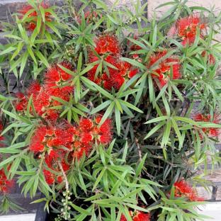 CALLISTEMON masotti Mini Red - Pépinière La Forêt