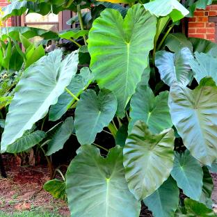 COLOCASIA esculenta Jack's Giant - Pépinière La Forêt