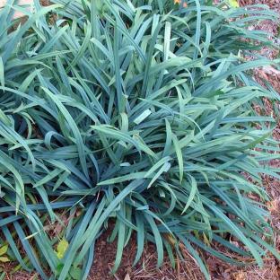 CAREX laxiculmis Bunny Blue ® - Pépinière La Forêt