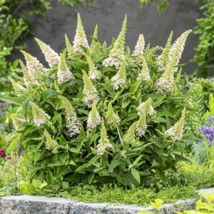 BUDDLEJA Butterfly Candy Little white ®  - Pépinière La Forêt