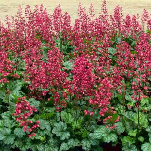 HEUCHERA Paris ® - Pépinière La Forêt