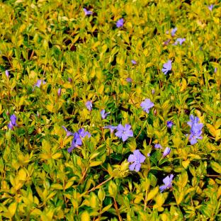 VINCA minor Illumination - Pépinière La Forêt