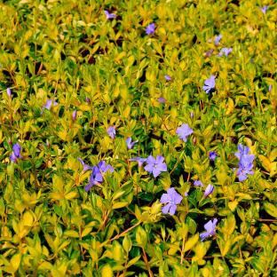 VINCA minor Illumination - Pépinière La Forêt