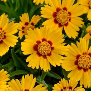 COREOPSIS Solanna Bright Touch ® - Pépinière La Forêt